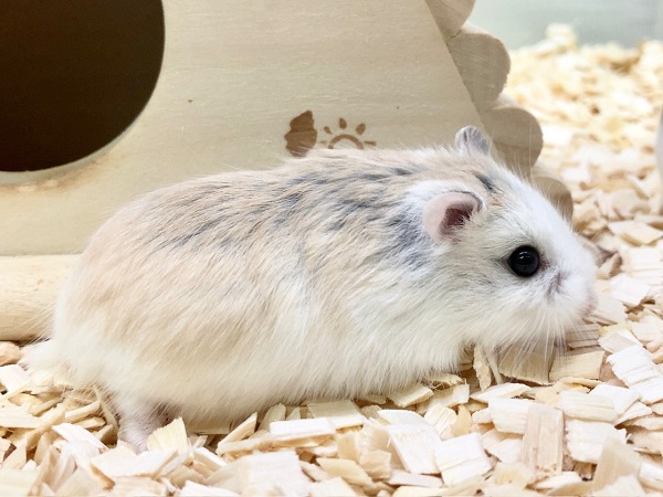ロボロフスキーハムスター