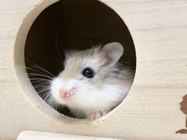 ロボロフスキーハムスター