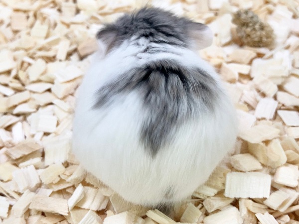 ロボロフスキーハムスター