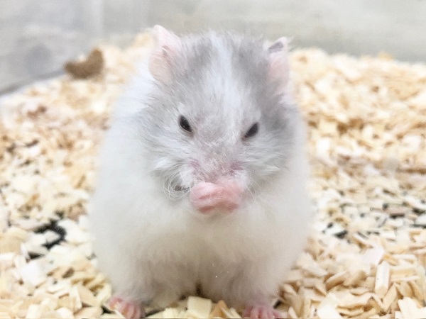 ゴールデンハムスター