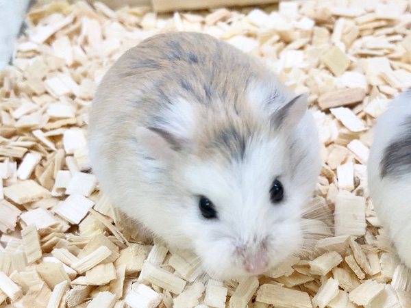 ロボロフスキーハムスター