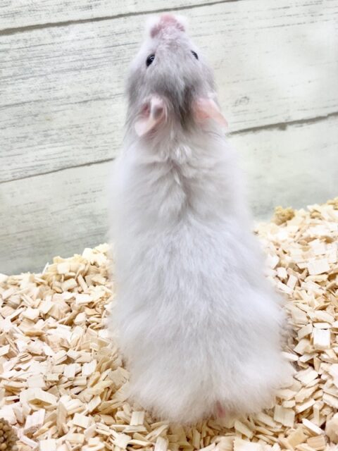 ゴールデンハムスター