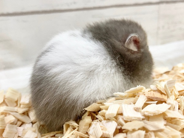 ゴールデンハムスター