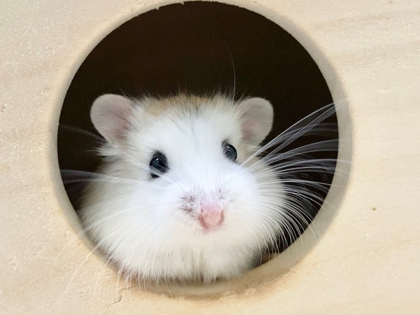 ロボロフスキーハムスター