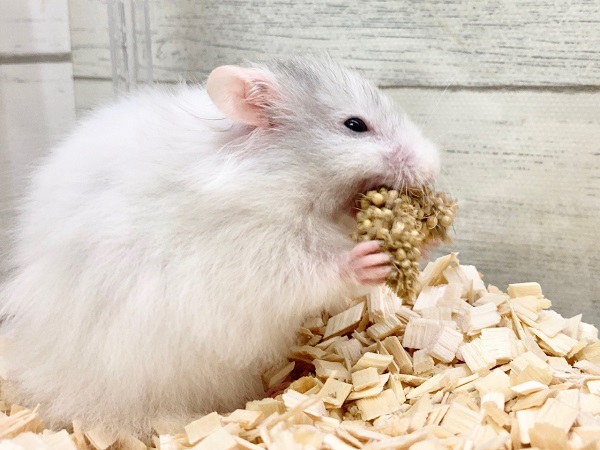 ゴールデンハムスター