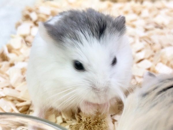 ロボロフスキーハムスター