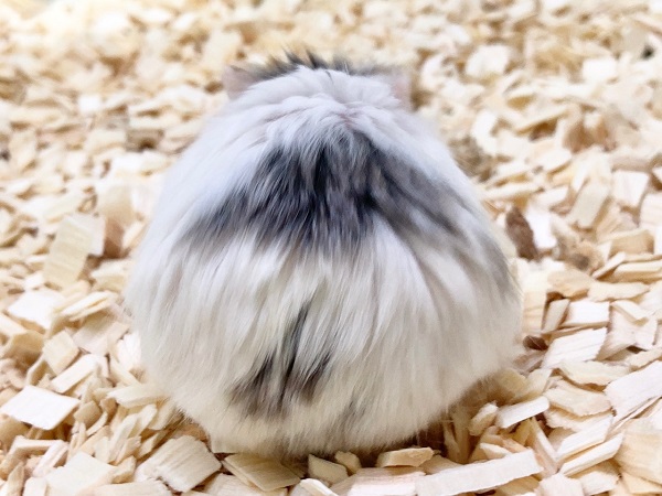 ロボロフスキーハムスター