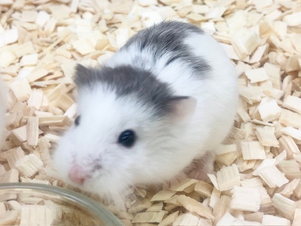 ロボロフスキーハムスター