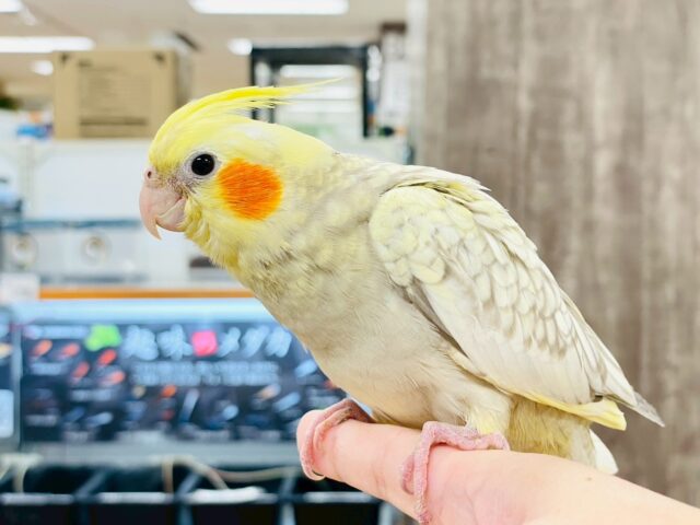 オカメインコ