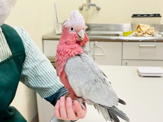 【最新画像更新🪄💫】ピンク色のラブリーボーイ登場🍑✨モモイロインコ(男の子) モモイロインコ