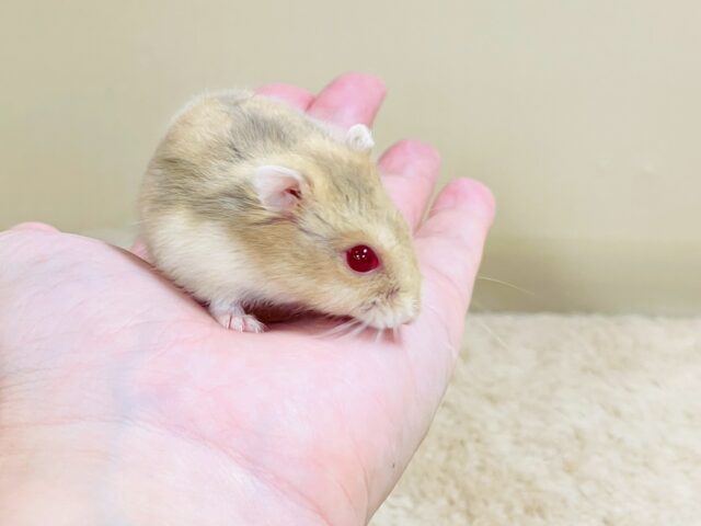 ドワーフハムスターの1種