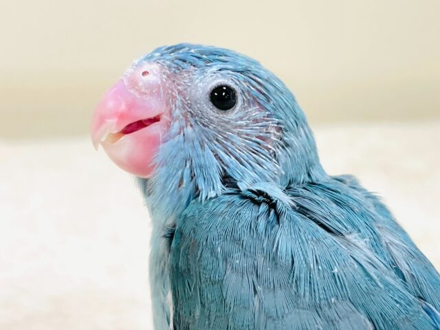 【最新画像】鮮やかブルーに目を奪われる〜👀✨️マメルリハ(ブルー)女の子 マメルリハ