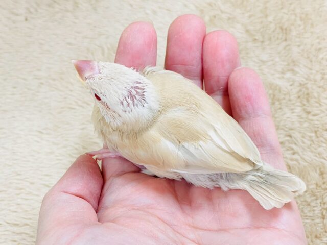 シナモン文鳥