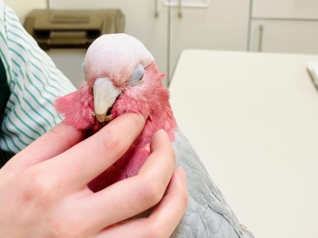 【最新画像更新🪄💫】ピンク色のラブリーボーイ登場🍑✨モモイロインコ(男の子) モモイロインコ