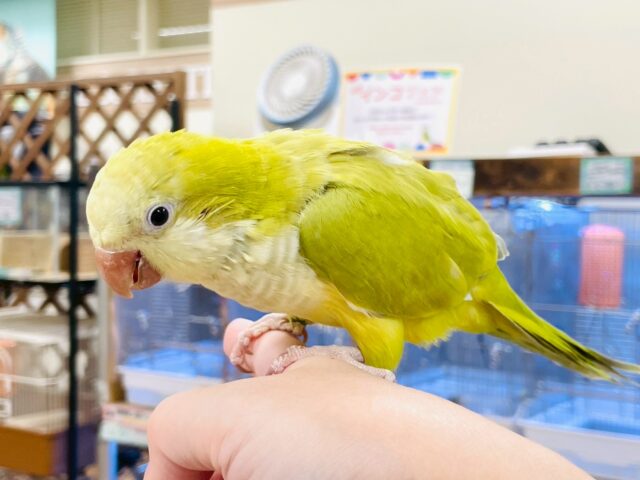 オキナインコ
