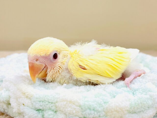 【最新画像🪄︎︎💫ひな餌卒業】赤い瞳とクリームカラーの奇跡のマッチ❣️コザクラインコ(クリームルチノー) コザクラインコ(小桜インコ)