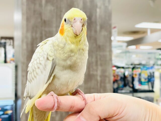 オカメインコ