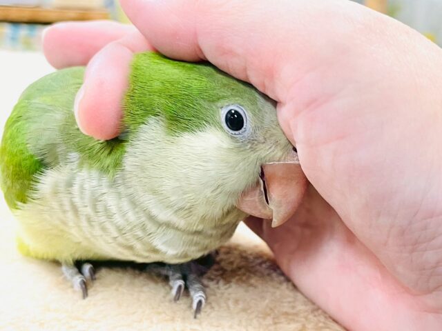 オキナインコ