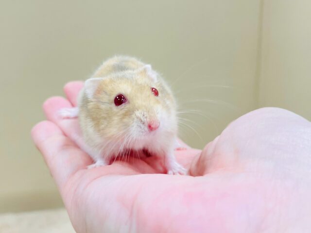 ドワーフハムスターの1種