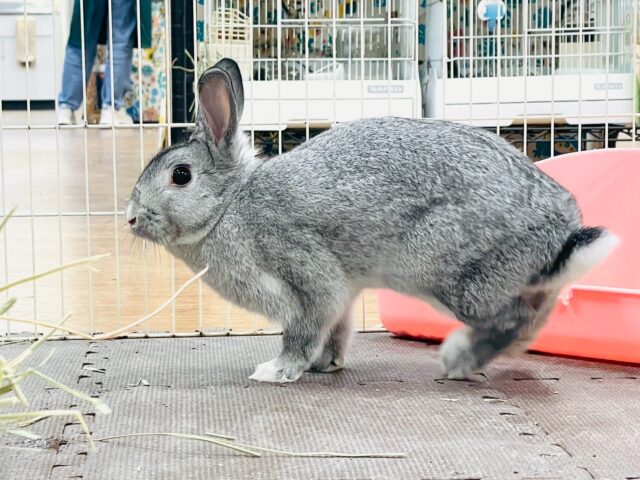 ミニウサギ
