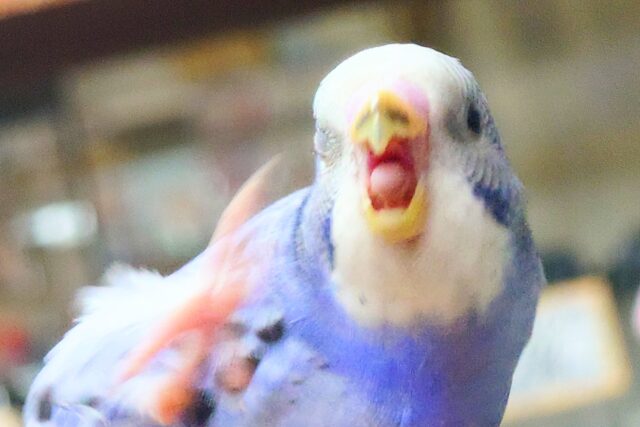 セキセイインコ