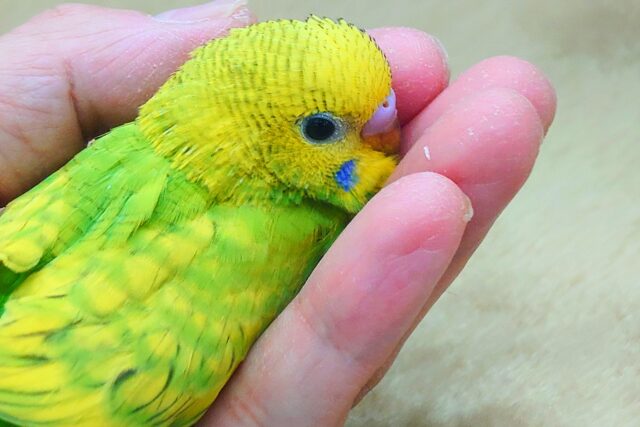 セキセイインコ