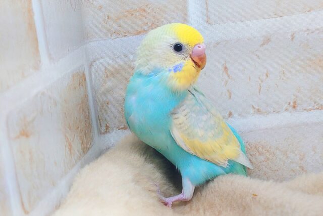 セキセイインコ