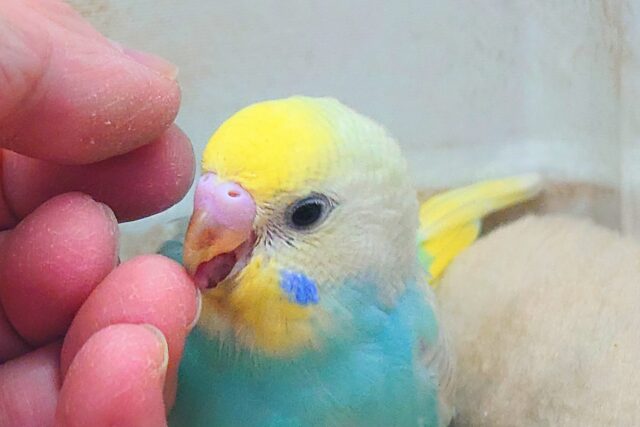 セキセイインコ