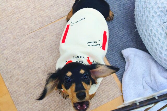 最新画像になります☆アゲ↑、サゲ↓~~わかりやすっ💓カニンヘンダックスの男のコきました〜🌟 カニンヘンダックス