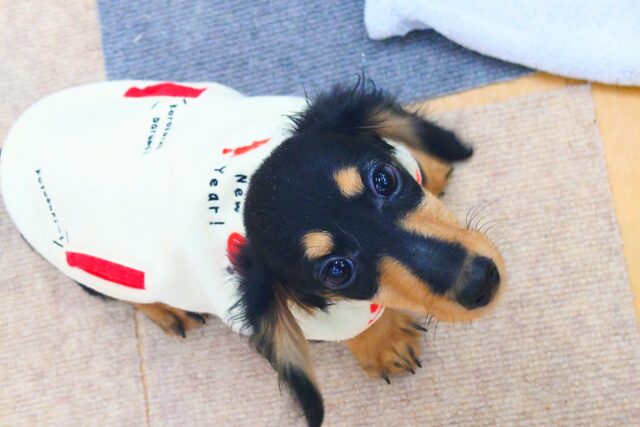 最新画像になります☆アゲ↑、サゲ↓~~わかりやすっ💓カニンヘンダックスの男のコきました〜🌟 カニンヘンダックス