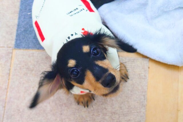 最新画像になります☆アゲ↑、サゲ↓~~わかりやすっ💓カニンヘンダックスの男のコきました〜🌟 カニンヘンダックス