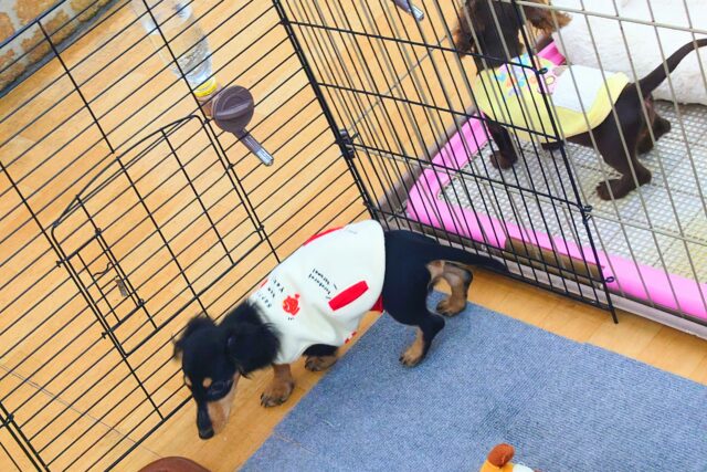 最新画像になります☆アゲ↑、サゲ↓~~わかりやすっ💓カニンヘンダックスの男のコきました〜🌟 カニンヘンダックス