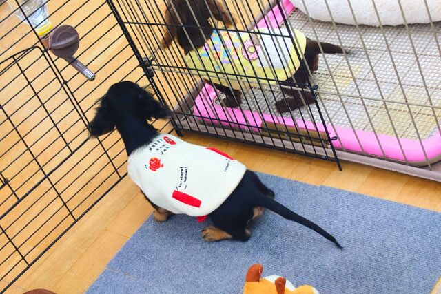 最新画像になります☆アゲ↑、サゲ↓~~わかりやすっ💓カニンヘンダックスの男のコきました〜🌟 カニンヘンダックス