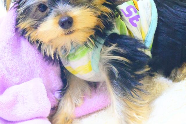 ヨークシャテリア