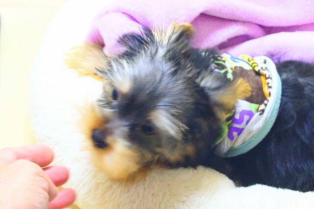 ヨークシャテリア