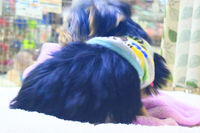 ヨークシャテリア