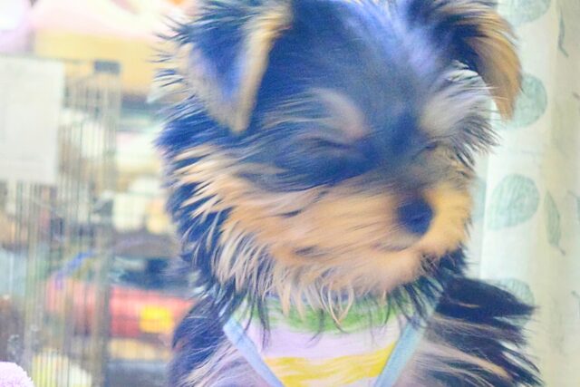 ヨークシャテリア