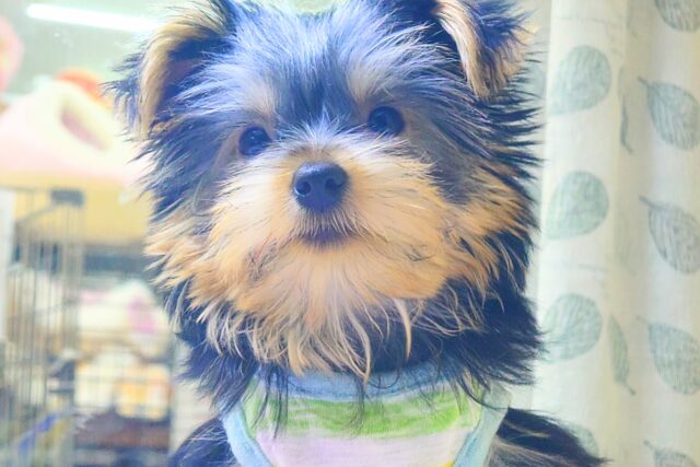 ヨークシャテリア