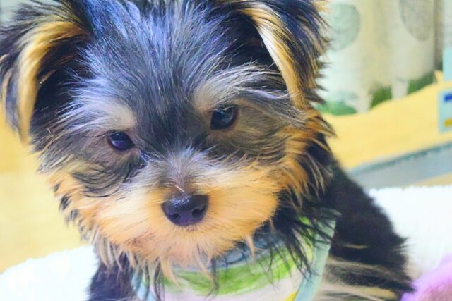 ヨークシャテリア