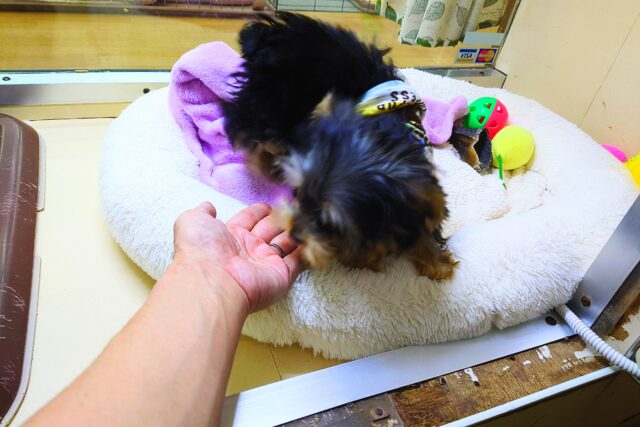 ヨークシャテリア