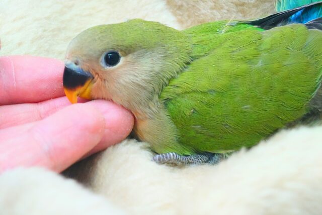 コザクラインコ（小桜インコ）