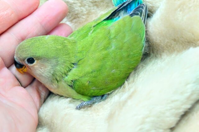 コザクラインコ（小桜インコ）