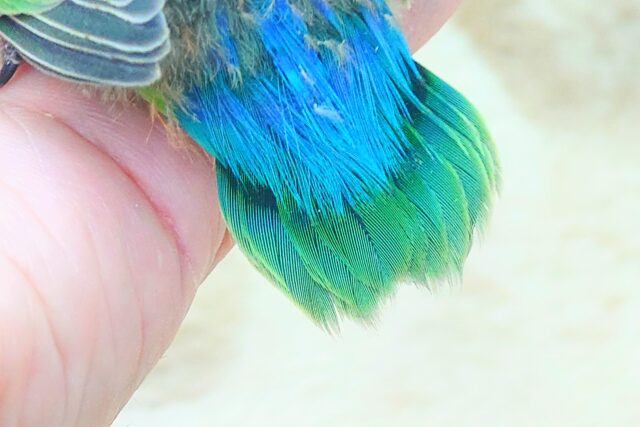 コザクラインコ（小桜インコ）