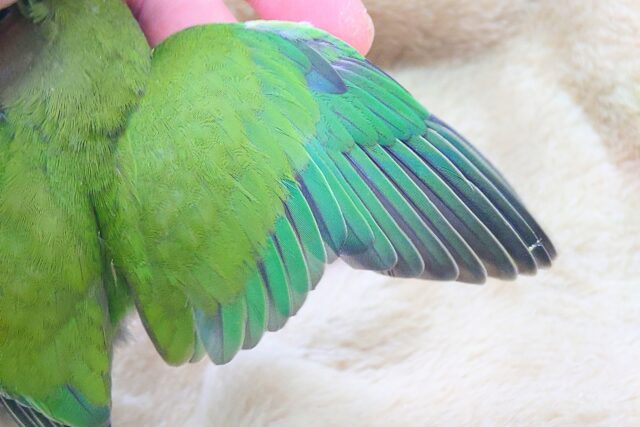 コザクラインコ（小桜インコ）