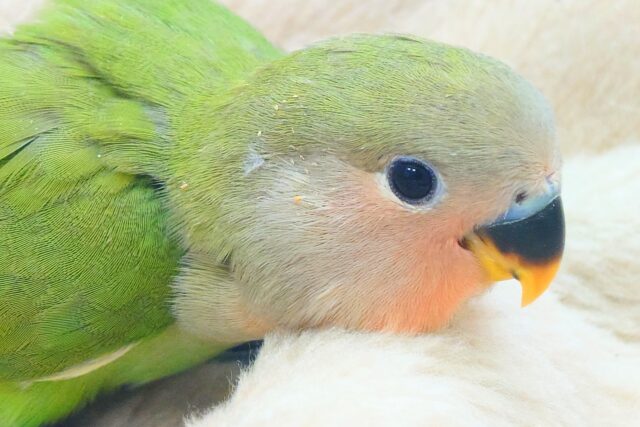 コザクラインコ（小桜インコ）