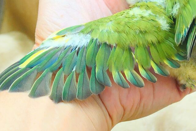 コザクラインコ（小桜インコ）