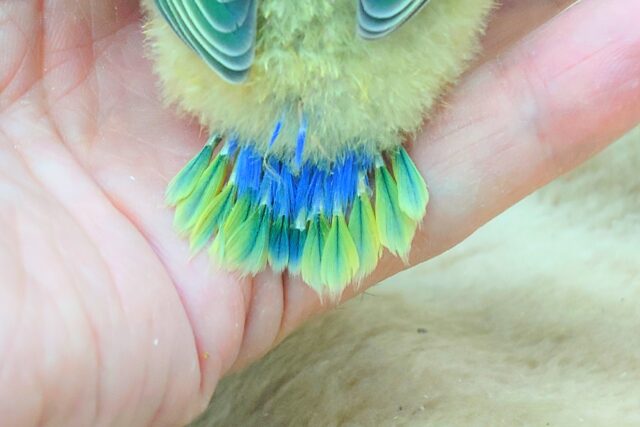 コザクラインコ（小桜インコ）