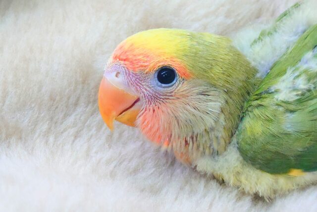 コザクラインコ（小桜インコ）