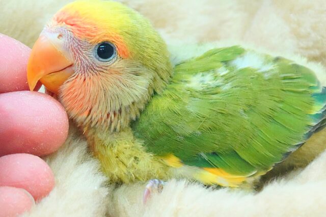 コザクラインコ（小桜インコ）