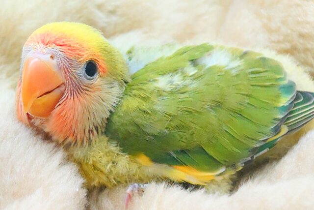 コザクラインコ（小桜インコ）